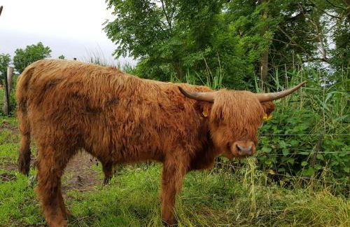 Biolandhof Dorn Highlander vom Elbdeich - Foto 7