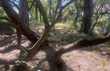 Villa Il boschetto - Foto 6