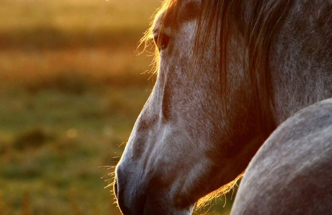 Passeggiata a cavallo a San José Manialtepec - Foto 9