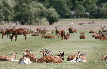 Highfield Home with free parkings, Surbiton, Kingston upon Thames, Surrey, Greater London , UK - Foto 64