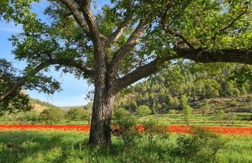 Casas Rurales Los Enebros Nerpio - Foto 9