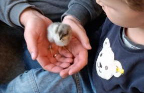 Ferienhof Broger FeWo Bergblickle mit Pool - Foto 21