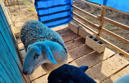 Chácara Áquila - Foto 61