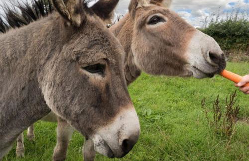 Y Cartws Cardigan - Foto 14