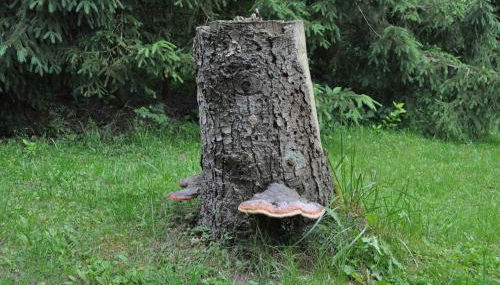 Finnhütte-mit dem Gesang der Vögel erwachen - Foto 4