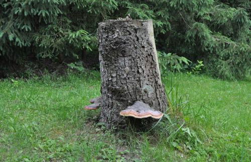 Finnhütte-mit dem Gesang der Vögel erwachen - Foto 4