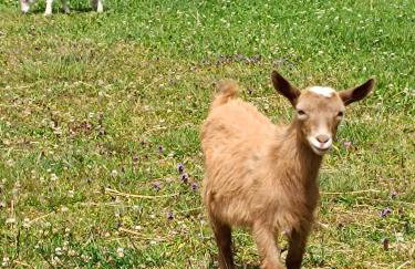 Domki pod Grapą - Foto 10