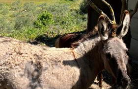 Agriturismo Villa Assunta - Foto 79