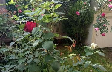 Hilltop Sea View - Foto 29