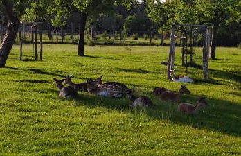 Fewo VOR DEM BERG Bergstraße 21 - Foto 22