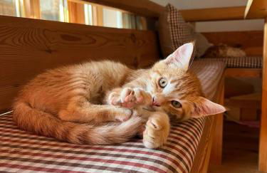 Idyllic apartment in Bavaria, near Munich, Freising, Erding - Foto 10