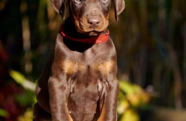 Komfortable Apartments in der Villa Eule - Foto 20