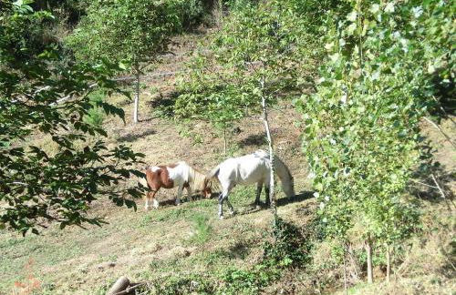 Apartamento en pleno Montseny Mas Romeu Turisme Rural - Foto 49