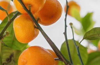 Finca Agroturismo Can Carro - Foto 55