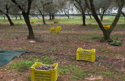 AGRITURISMO SCALELLE - Foto 114