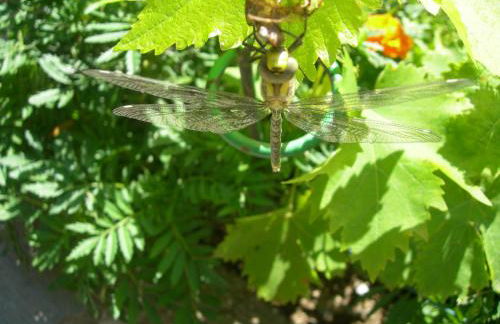 Appartement les rives de l’Ariège - Foto 36