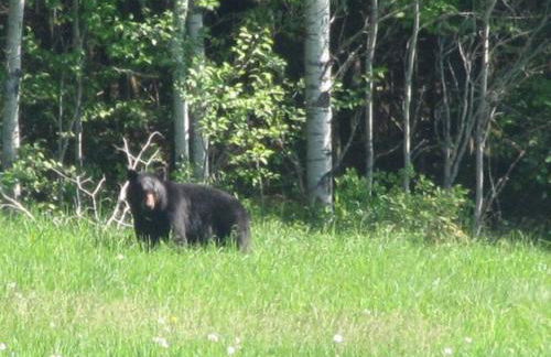 Private Cabin on 1.7 acres w/ Fireplace White Mtns - Photo 28