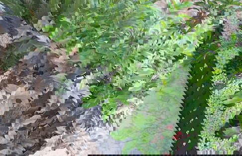 Masangy's Studio - Foto 74