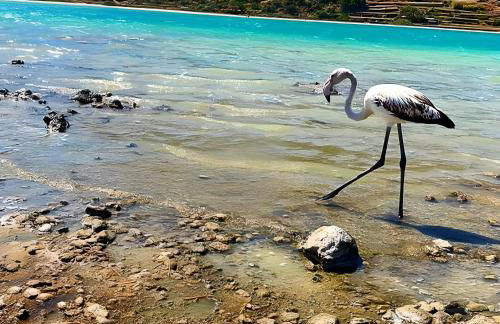 Dammuso Pantelleria - Fiori D'Ossidiana - Foto 74
