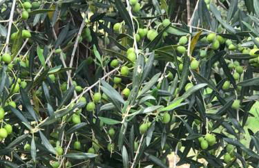 La casa di Michela - Foto 8