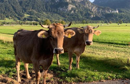 Erholsamer Traumurlaub wo auf Bergen Schlößer wachsen - Foto 2