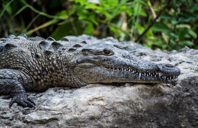 Punti panoramici del Canyon del Sumidero, Zoomat e Cristo di Chiapas - Foto 1