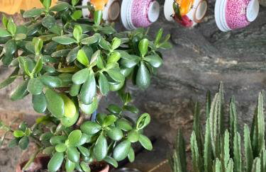 Pefkas Hill - Foto 8