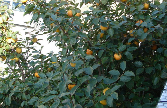 Nik - 50 M From the sea - A1 - Foto 20