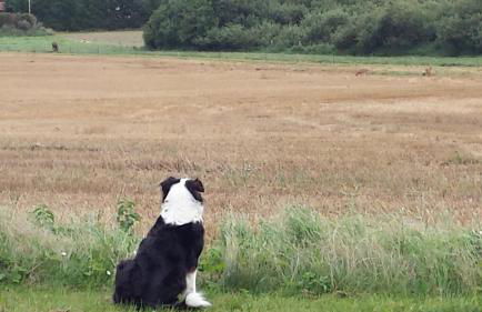Haus Rosengarten- Ruhige Ferienwohnungen im Grünen - Foto 31
