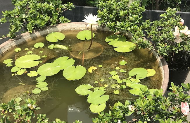 Ngoi House - Foto 29