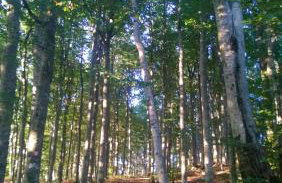 Apartment Benky Pican - Foto 39