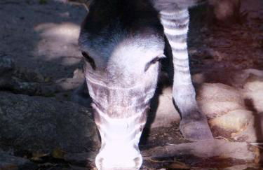 La roulotte rose rouge - Foto 13