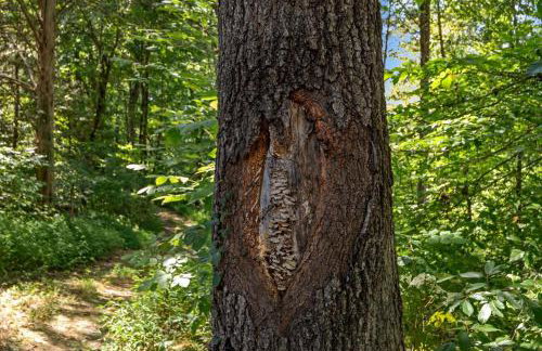 The Heartwood Hideaway-Charming Cabin Getaway-Trails, Creek, and Starry Nights - Foto 24