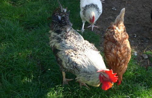 Ferienhof An der Lay - Foto 16