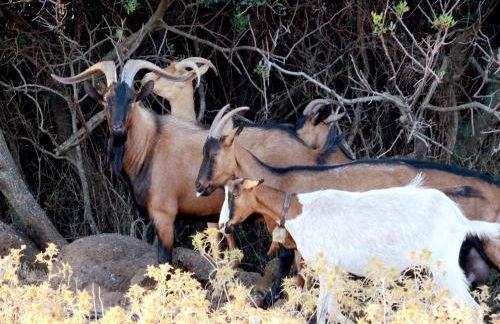 Country House S'Ozzastru - Foto 86