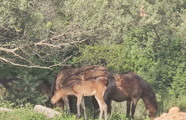 Olea Residence, Luxury sea View Apartment With Private Beach - Foto 31