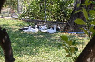 The Red Bougainvillea Apartments - Foto 76