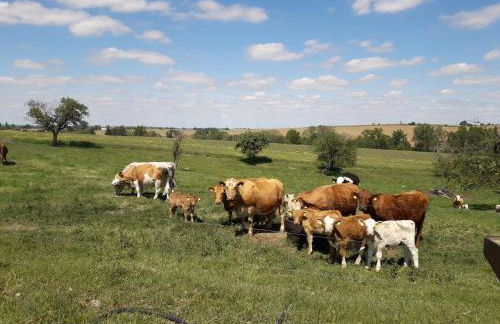 Roter Milan - Foto 17