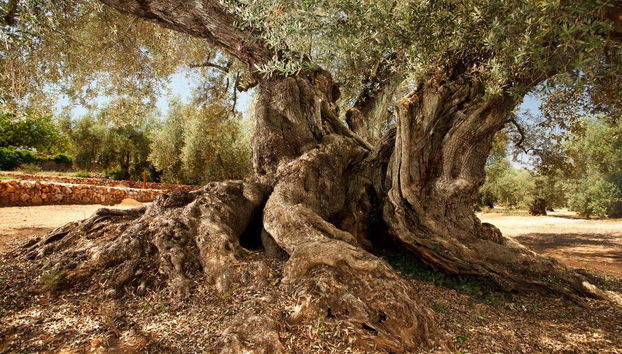 Thousand-year old olive trees in Traiguera