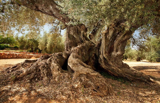 Excursão a Traiguera e Cervera del Maestre - Foto 2
