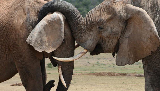 Découvrez le sanctuaire de la jungle des éléphants - Demi-journée - Photo 2