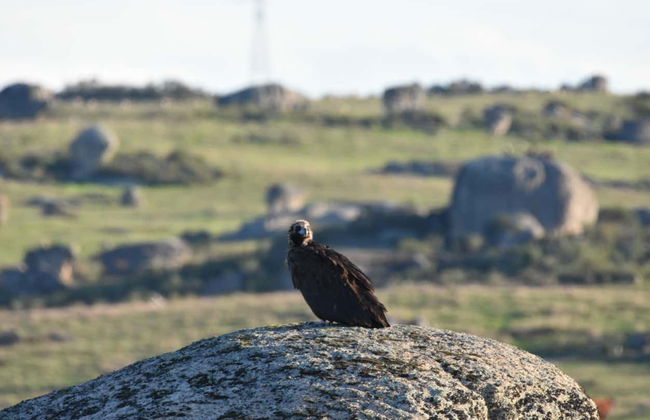 Observation d'oiseaux en Estrémadure - Photo 8
