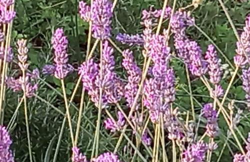 Casa del Codirosso - Foto 31