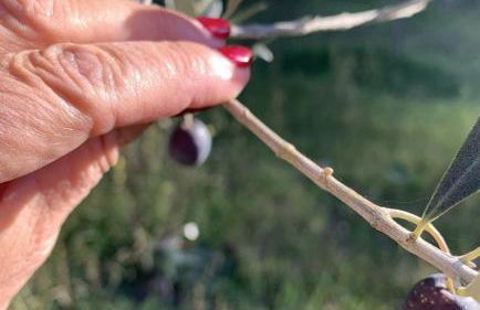 House in Seggio, peace in the green heart of Umbria - Foto 21