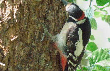 Pod tulipanem nad jeziorem - Foto 28