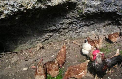 Natur-Aktiv-Hof Thiem - Foto 34