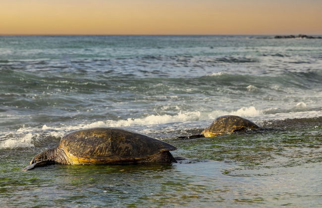 Sea Turtle Ranch 4 Bedroom Home by RedAwning - Foto 24