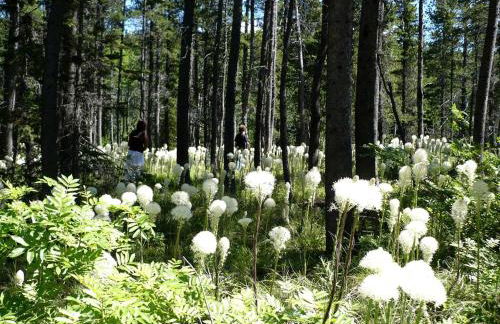 Group Vacation Rental for Family and Corporate Getaways near Glacier National Park, Montana - Foto 19