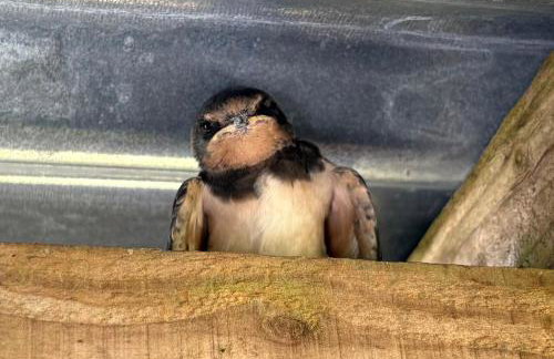 The Barn, Higher Boden, Manaccan, Helston, Cornwall - Foto 21