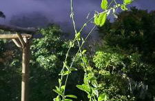 Espaço Isha Canelinha - Foto 32